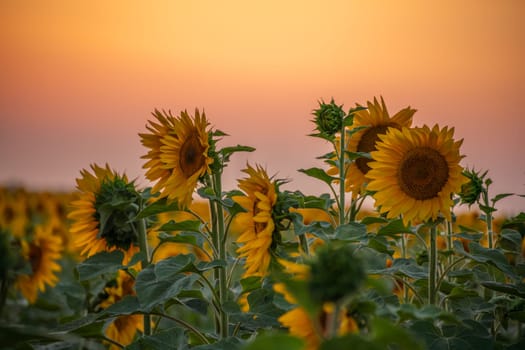 Field sunflowers in the warm light of the setting sun. Summer time. Concept agriculture oil production growing