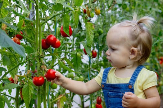 little girl collects tomatoes in a greenhouse. Selective focus.