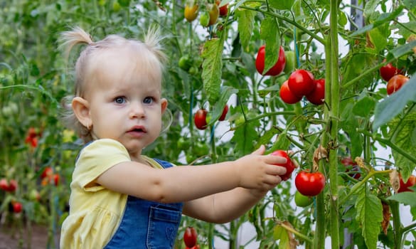 little girl collects tomatoes in a greenhouse. Selective focus.