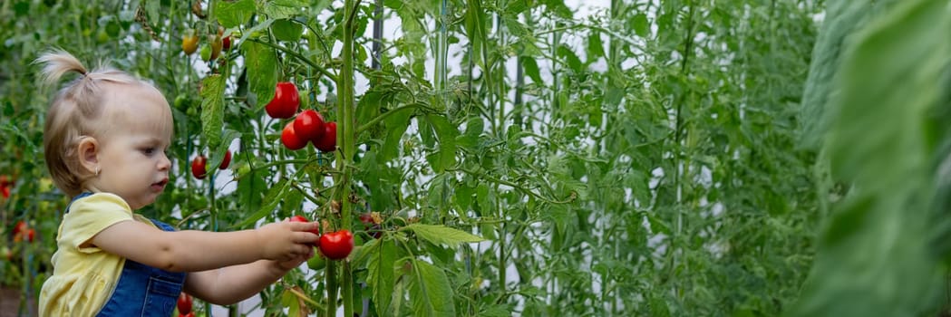 little girl collects tomatoes in a greenhouse. Selective focus.