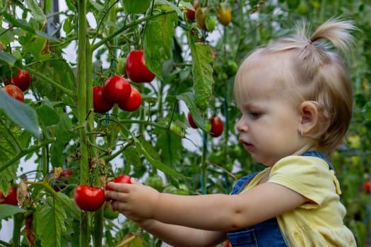 little girl collects tomatoes in a greenhouse. Selective focus.