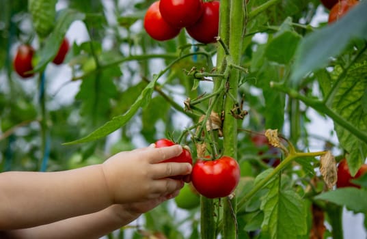 little girl collects tomatoes in a greenhouse. Selective focus.