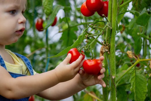 little girl collects tomatoes in a greenhouse. Selective focus.