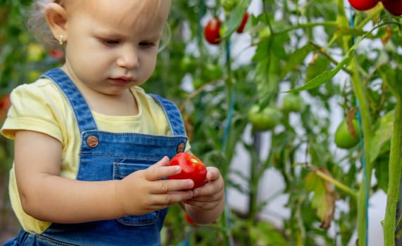 little girl collects tomatoes in a greenhouse. Selective focus.