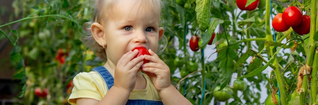 little girl collects tomatoes in a greenhouse. Selective focus.