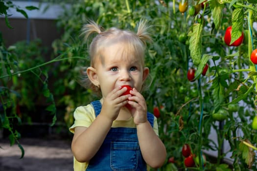 little girl collects tomatoes in a greenhouse. Selective focus.