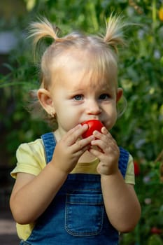 little girl collects tomatoes in a greenhouse. Selective focus.