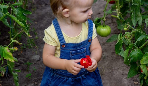 little girl collects tomatoes in a greenhouse. Selective focus.