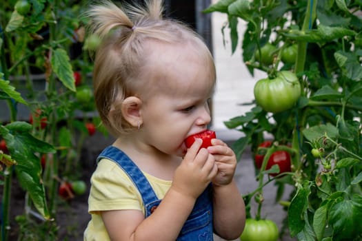 little girl collects tomatoes in a greenhouse. Selective focus.