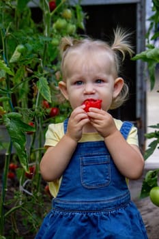 little girl collects tomatoes in a greenhouse. Selective focus.