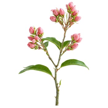 Spindle Tree shrub with smooth green bark and pink fruit capsules that split open to. Plants isolated on transparent background.
