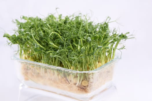 Sprouts of blue peas in a glass container, in dew. Eco-vegan bio-banner for a healthy way of living. Green natural texture background. Close-up.