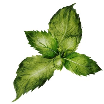 Mint leaves watercolor. Hand drawn peppermint plant on isolated white background. Clip art botanical realism. Ideal for logo and packaging of household chemicals, natural cosmetics and various drinks. High quality illustration