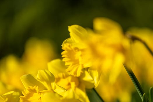 A field of yellow daffodils with green stems. The flowers are in full bloom and are arranged in a neat row. Concept of beauty and tranquility