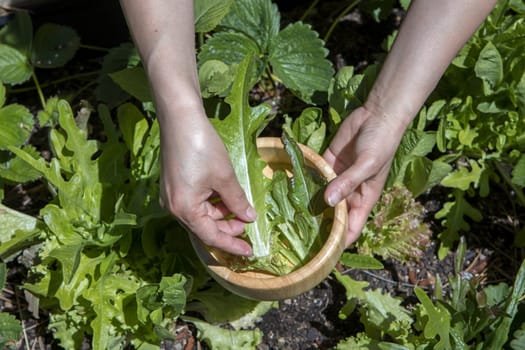 Collecting leafy green lettuce and putting them in a bowl.