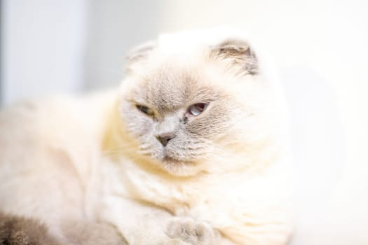 A white cat with folded ears stares intensely at the camera, its fur reflecting the light.