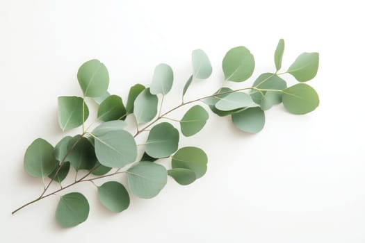 Various eucalyptus leaves are delicately arranged on a clean white surface, showcasing their vibrant green hues and unique shapes, perfect for natural decor inspiration.