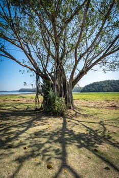 A big old tree with a lot of roots, in the Oriental Garden in Rebeirao Pires, Brazil.