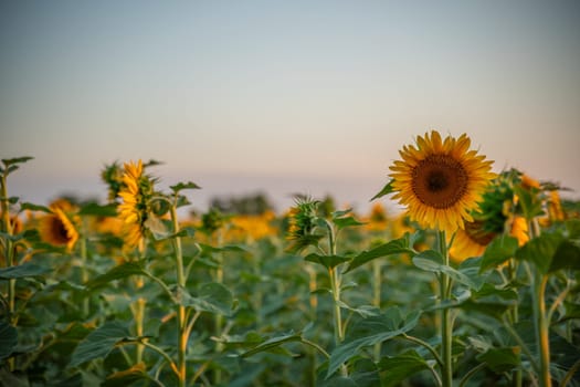 Field sunflowers in the warm light of the setting sun. Summer time. Concept agriculture oil production growing