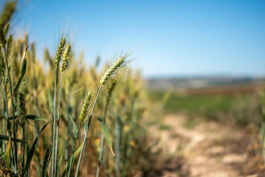 A field of wheat with a few stalks of wheat in the foreground. The field is surrounded by a dirt road