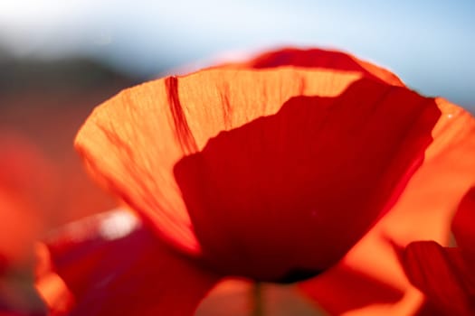 A close-up of a red poppy flower with delicate petals, the background blurred. The image focuses on the flower's beauty and intricate detail.