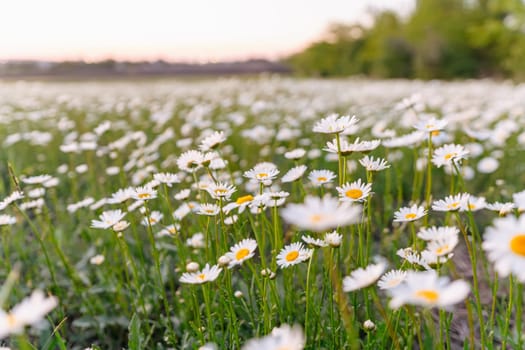 A field of white daisies with yellow centers. The flowers are scattered throughout the field, with some closer to the foreground and others further back. The scene is peaceful and serene