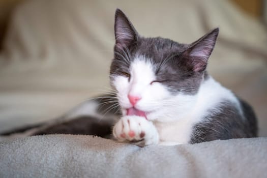 A grey and white cat lies on a bed, licking its paw and grooming itself.