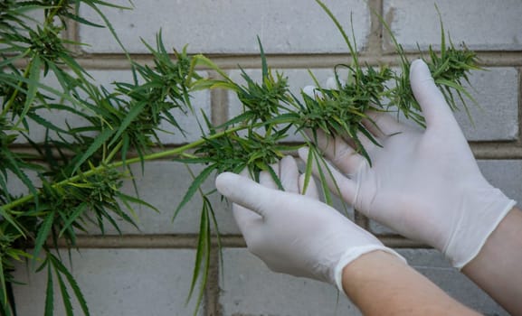 A scientist's hand close-up inspects the pleasant buds on a cannabis plant. Cannabis plantation.