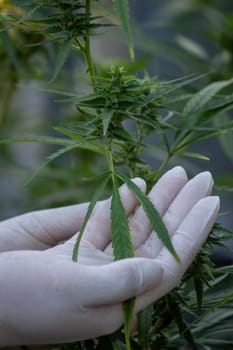 A scientist's hand close-up inspects the pleasant buds on a cannabis plant. Cannabis plantation.