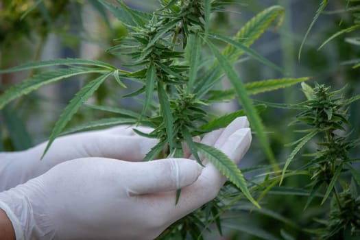 A scientist's hand close-up inspects the pleasant buds on a cannabis plant. Cannabis plantation.