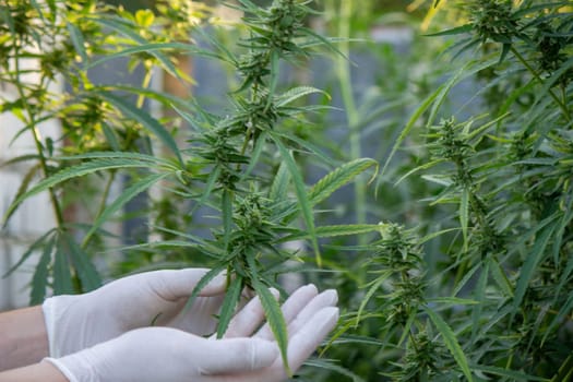A scientist's hand close-up inspects the pleasant buds on a cannabis plant. Cannabis plantation.