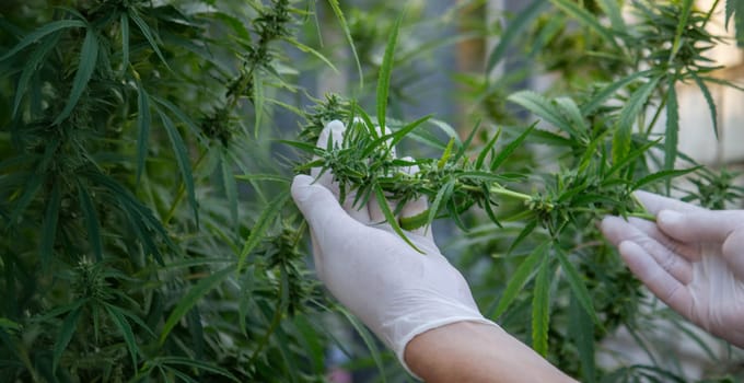 A scientist's hand close-up inspects the pleasant buds on a cannabis plant. Cannabis plantation.