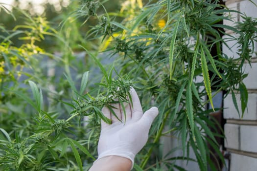 A scientist's hand close-up inspects the pleasant buds on a cannabis plant. Cannabis plantation.