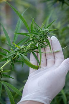 A scientist's hand close-up inspects the pleasant buds on a cannabis plant. Cannabis plantation.