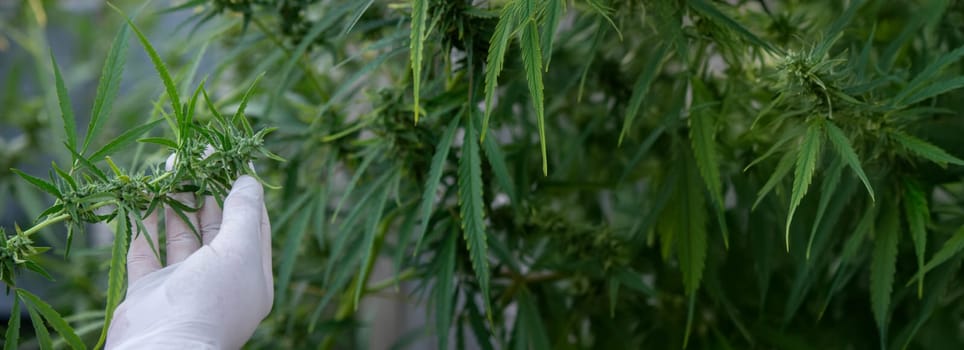 A scientist's hand close-up inspects the pleasant buds on a cannabis plant. Cannabis plantation.