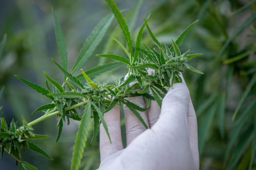 A scientist's hand close-up inspects the pleasant buds on a cannabis plant. Cannabis plantation.