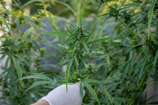 A scientist's hand close-up inspects the pleasant buds on a cannabis plant. Cannabis plantation.