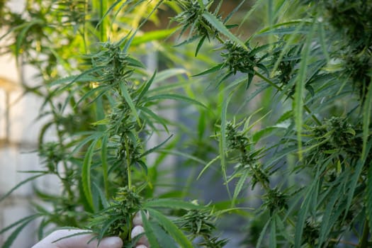A scientist's hand close-up inspects the pleasant buds on a cannabis plant. Cannabis plantation.
