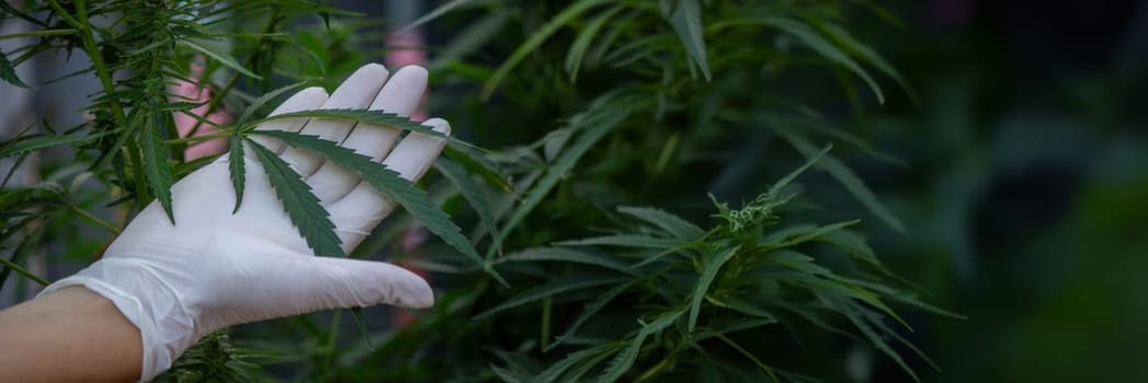 A scientist's hand close-up inspects the pleasant buds on a cannabis plant. Cannabis plantation.