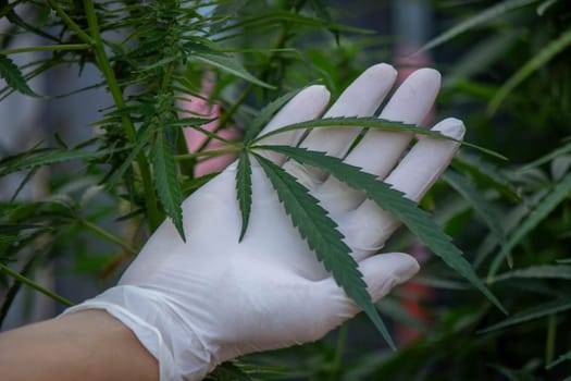 A scientist's hand close-up inspects the pleasant buds on a cannabis plant. Cannabis plantation.