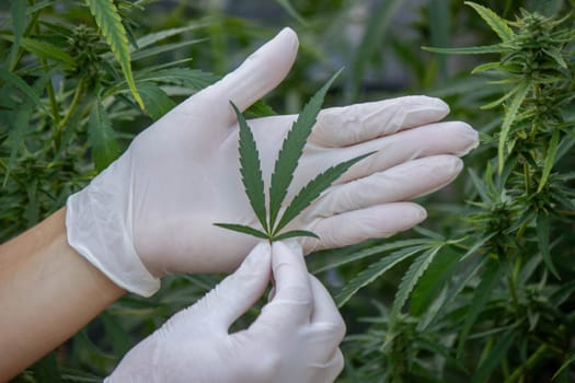A scientist's hand close-up inspects the pleasant buds on a cannabis plant. Cannabis plantation.