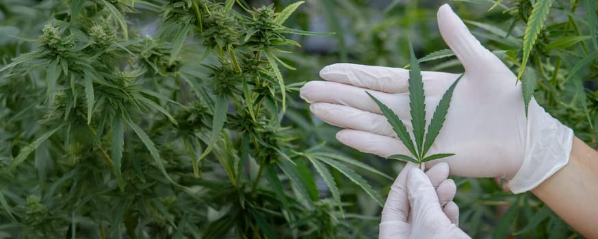 A scientist's hand close-up inspects the pleasant buds on a cannabis plant. Cannabis plantation.