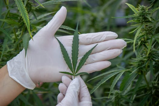 A scientist's hand close-up inspects the pleasant buds on a cannabis plant. Cannabis plantation.