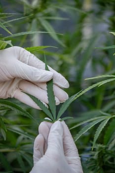 A scientist's hand close-up inspects the pleasant buds on a cannabis plant. Cannabis plantation.