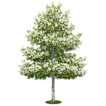 Whitebeam Tree medium sized tree with smooth gray bark and lobed leaves with white undersides. Plants isolated on transparent background.
