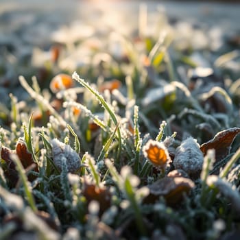 Delicate frost coats the blades of grass and fallen leaves, sparkling in the soft glow of the early morning sun. The winter chill creates a serene and tranquil atmosphere.