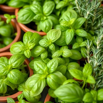A colorful display of healthy basil and rosemary plants growing in small pots. The bright green leaves create an inviting atmosphere in a garden or kitchen setting.