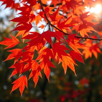 Dazzling red maple leaves catch the sunlight as they hang from branches in a serene forest during autumn, creating a warm and inviting atmosphere in nature.