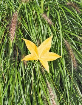 Bright yellow maple leaf on green grass background.