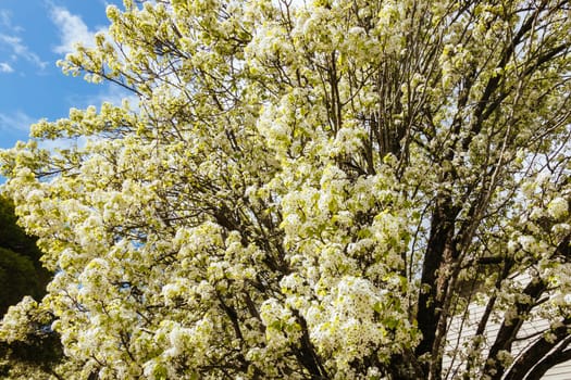 WARBURTON, AUSTRALIA - AUGUST 31 2024: Blossoming trees at the end of winter on a sunny morning in the rural town of Warburton in Victoria,. Australia